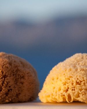 Φυσικό σφουγγάρι Καλύμνου Καπάδικο