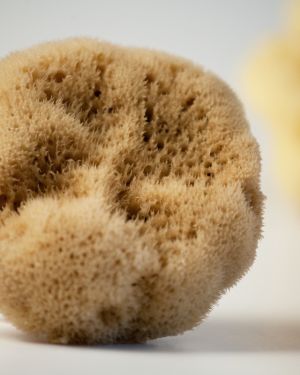 Φυσικό σφουγγάρι Καλύμνου Φίνο
